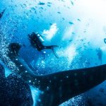 Diving travel destinations for underwater adventures